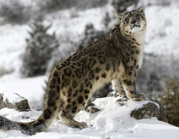 Snow Leopard Trek 2023: Highlights, Best Time, Things to do and Itinerary