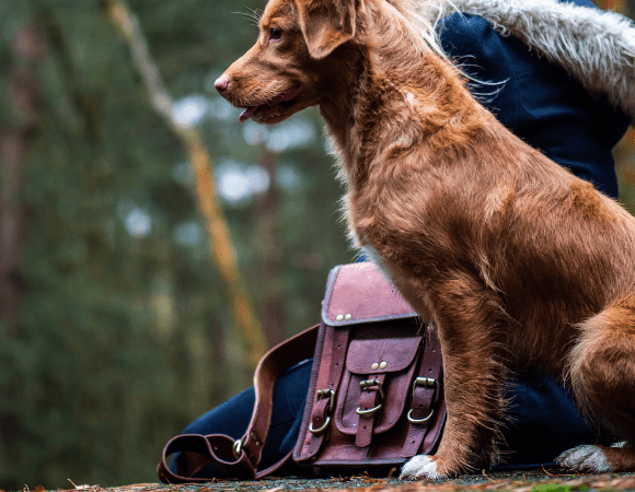 15 Best Messenger Bags for Women | Updated 2024