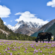 Shingba Rhododendron Trek