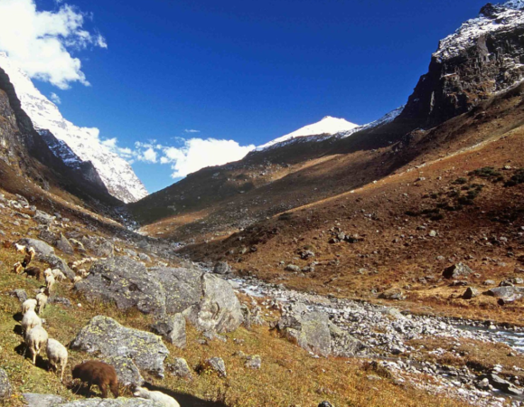 Shepherd Trail Gaddi Trek Guide 2024: History, Highlights, Best Time, How to Reach & Itinerary