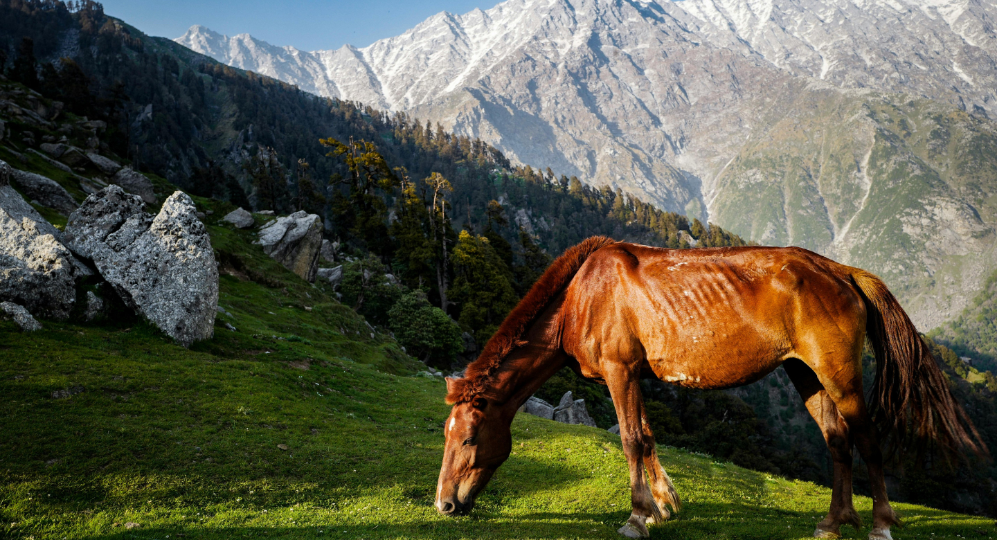 Flora fauna in the Himalayas