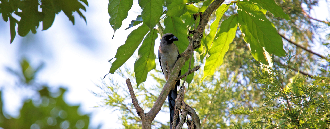 Himalayan Bird Park