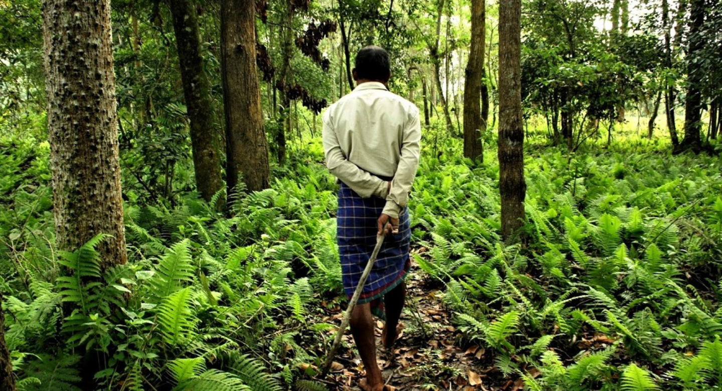 Jadav Payeng in the forest 