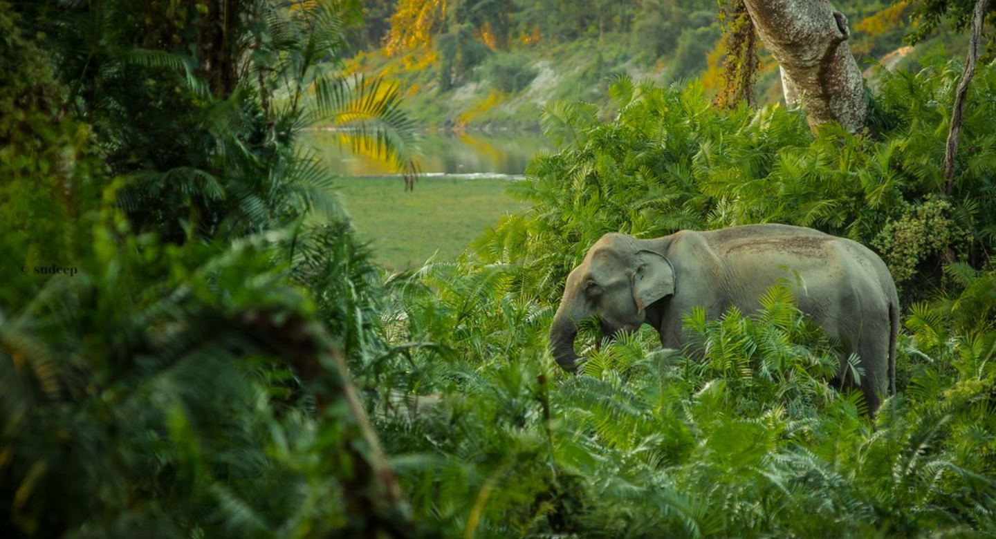 Molai Forest-Elephants 