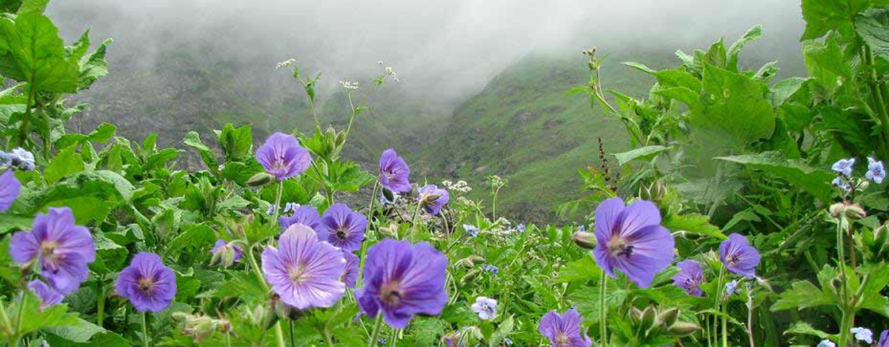 Valley of Flowers National Park