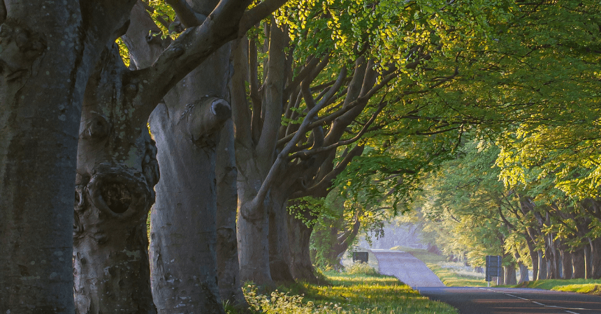 benefits-of-trees
