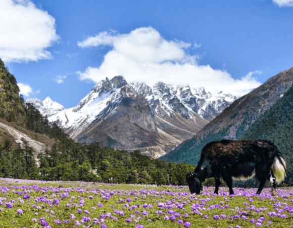 Shingba Rhododendron Trek Guide 2023: History, Highlights, Best Time to Visit, Itinerary, and FAQs
